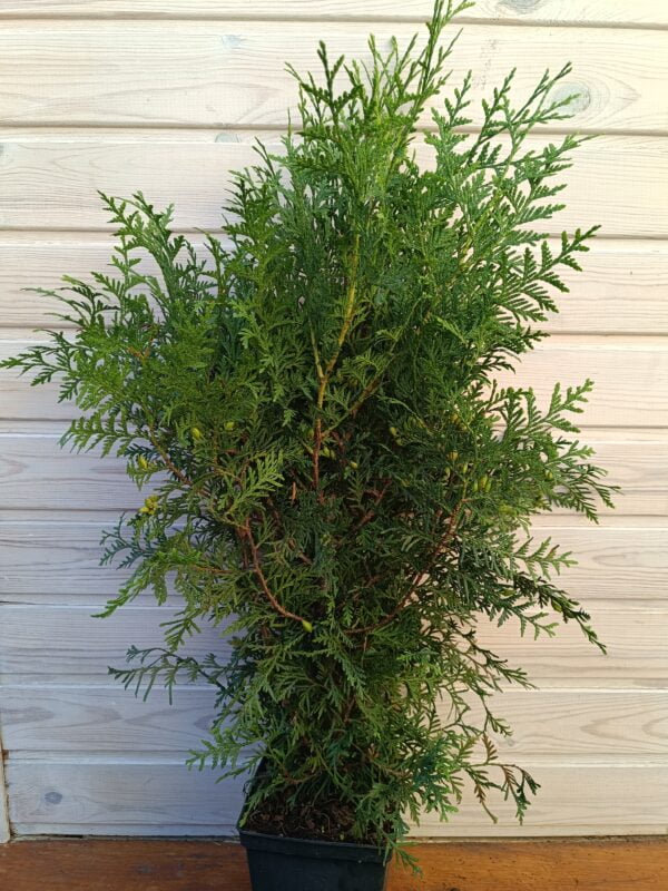 Tuia occidentală 'Brabant' (Thuja occidentalis) - imagine 2