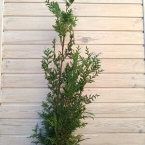 Tuia occidentală 'Aureospicata' (Thuja occidentalis)