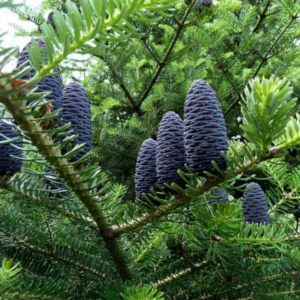 Brad Corean (Abies Koreana)