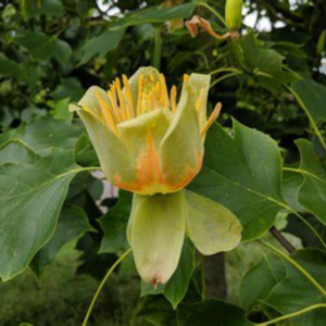 Arborele Lalea (Liriodendron tulipifera)