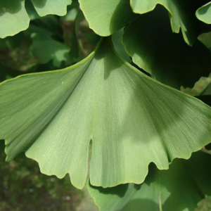 Arborele Pagodelor (Ginkgo Biloba)