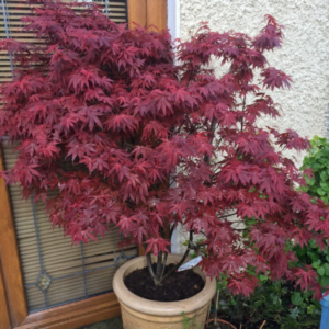Arțar japonez 'Skeeter’s Broom' (Acer palmatum)