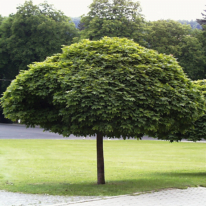 Arțar Norvegian 'Globosum' (Acer platanoides)