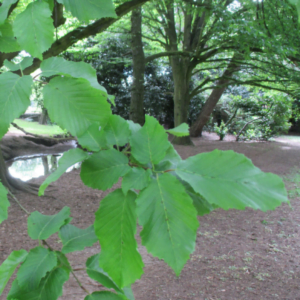 Carpen Columnar 'Fastigiata' (Carpinus betulus)