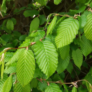 Carpen European (Carpinus betulus)