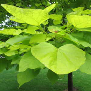 Catalpa aurie 'Aurea' (Catalpa bignonioides)