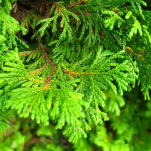 Chiparos Sawara 'Boulevard' (Chamaecyparis pisifera)