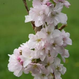 Cireș japonez columnar 'Amanogawa' (Prunus serrulata)