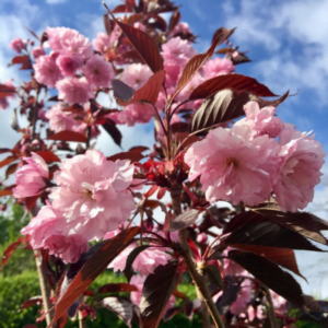Cireș japonez cu frunze purpurii 'Royal Burgundy' (Prunus serrulata)