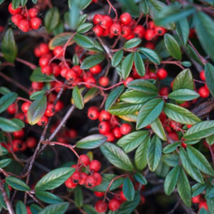 Cotoneaster cu frunze de salcie (Cotoneaster salicifolius)