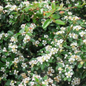 Cotoneaster târâtor 'Eichholz' (Cotoneaster radicans)
