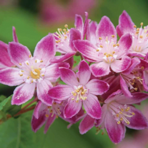 Deuția 'Strawberry Fields' (Deutzia x hybrida)