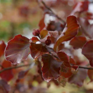 Fag Purpuriu 'Atropunicea' (Fagus sylvatica)
