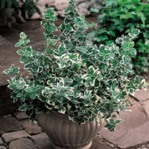 Fusain 'Emerald Gaiety' (Euonymus fortunei)
