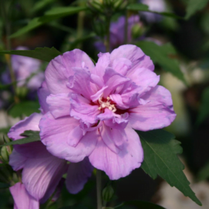 Hibiscus de Grădină 'Ardens' (Hibiscus syriacus)