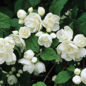 Iasomie Falsă 'Virginal' (Philadelphus)