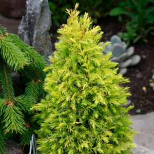 Ienupăr Comun 'Gold Cone' (Juniperus communis)
