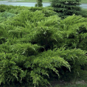 Ienupăr 'Mint Julep' (Juniperus x pfitzeriana)