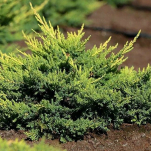 Ienupăr 'Mordigan Gold' (Juniperus x pfitzeriana)