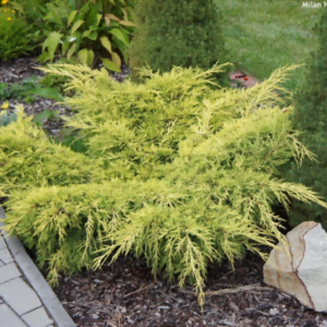 Ienupăr 'Old Gold' (Juniperus x pfitzeriana)