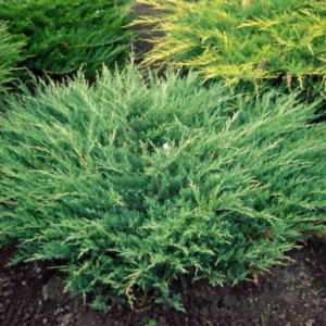 Ienupăr Târâtor 'Andorra Compact' (Juniperus horizontalis)
