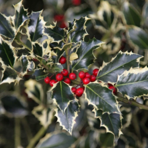 Ilex Argintiu Marginat 'Argentea Marginata' (Ilex aquifolium)