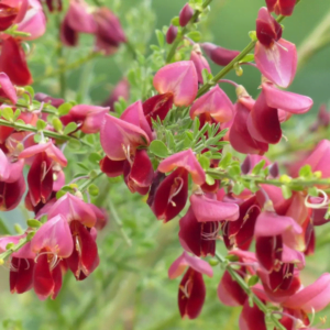Mătură de grădină 'Boskoop Ruby' (Cytisus)