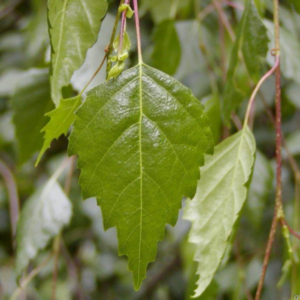 Mesteacăn plângător 'Youngii' (Betula pendula)