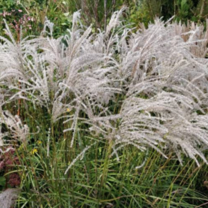 Iarbă de elefant 'Champagner' (Miscanthus sinensis)