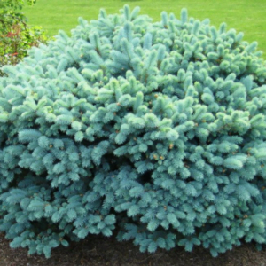 Molid argintiu globos 'Glauca Globosa' (Picea pungens)