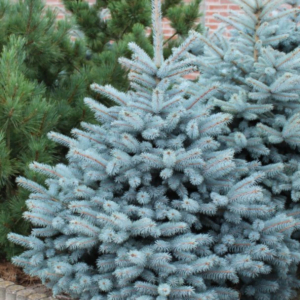 Molid argintiu 'Kaibab' (Picea pungens)