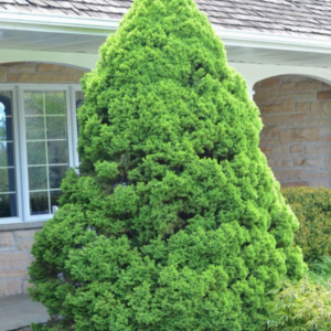Molid conic 'Conica' (Picea glauca)