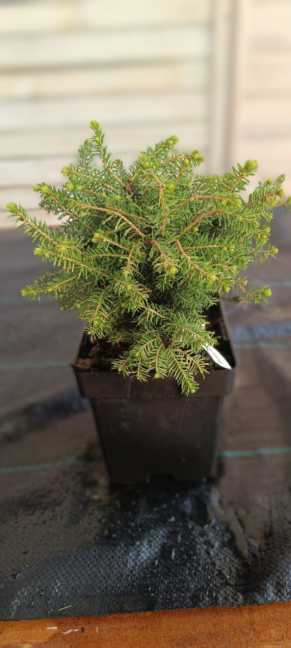 Molid de cuib 'Nidiformis' (Picea abies) - imagine 3