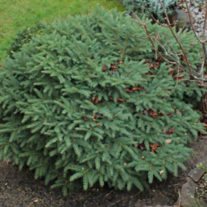 Molid de cuib 'Nidiformis' (Picea abies)