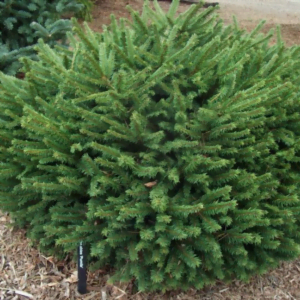Molid pitic 'Pumila' (Picea abies)