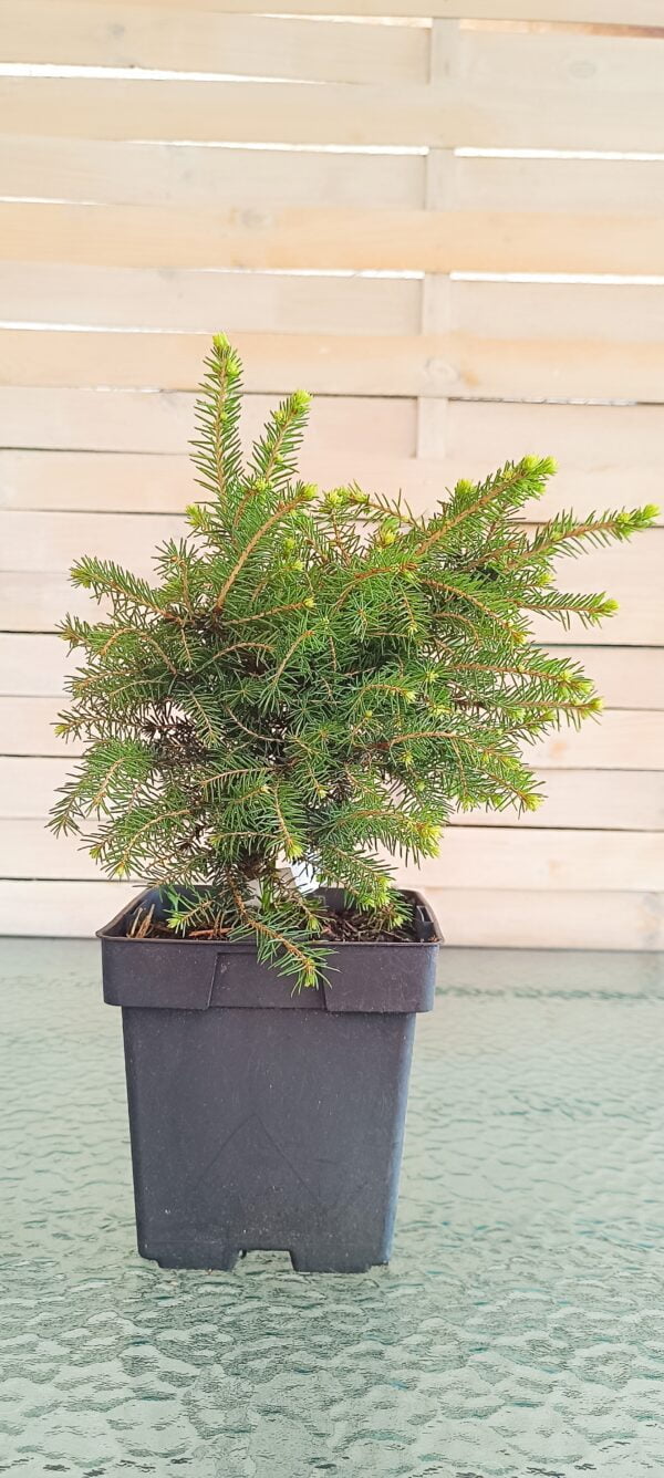Molid de cuib 'Nidiformis' (Picea abies) - imagine 2