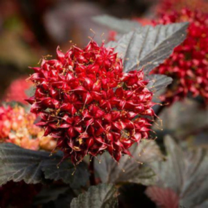 Physocarpus opulifolius LADY IN RED 'Tuilad' PBR
