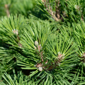 Pin negru piramidal 'Pyramidalis' (Pinus nigra)