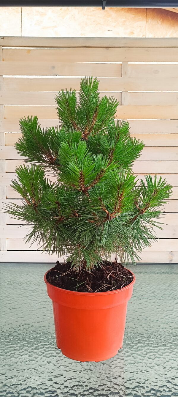Pin roșu japonez 'Low Glow' (Pinus densiflora) - imagine 3