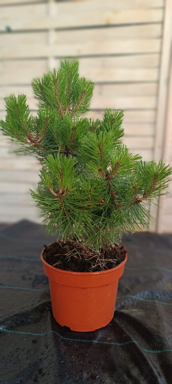 Pin roșu japonez 'Low Glow' (Pinus densiflora) - imagine 4