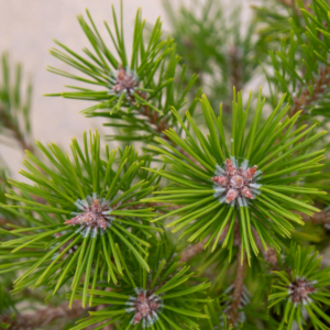 Pin roșu japonez 'Low Glow' (Pinus densiflora)