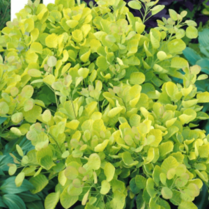 Scumpie 'Golden Spirit' (Cotinus coggygria)