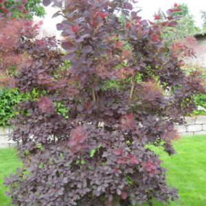 Scumpie purpurie 'Foliis Purpureis' (Cotinus coggygria Rubrifolius Group)