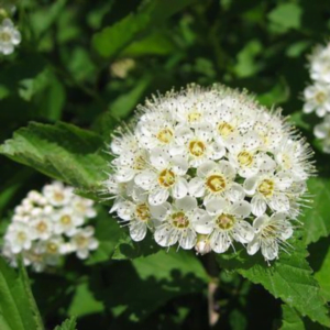 Spireea de Vanhoutte (Spiraea x vanhouttei)
