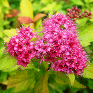 Spireea 'Firelight' (Spiraea japonica)