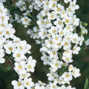 Spireea 'Grefsheim' (Spiraea x cinerea)