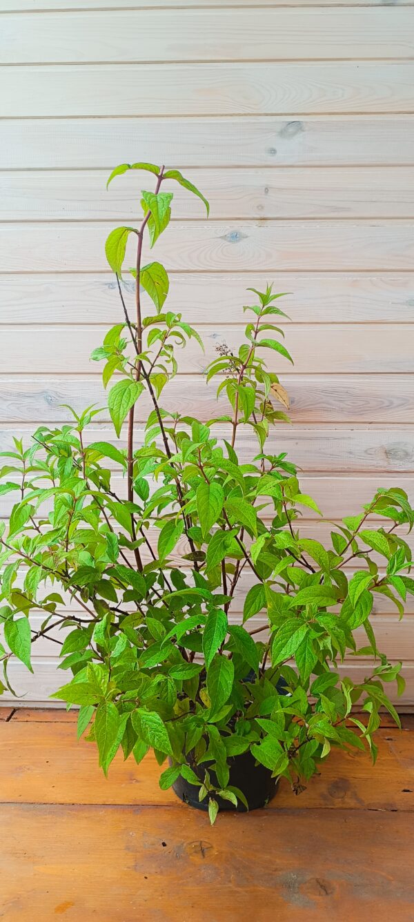 Deuția 'Strawberry Fields' (Deutzia x hybrida) - imagine 3