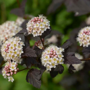 Physocarpus opulifolius  'Red Baron'