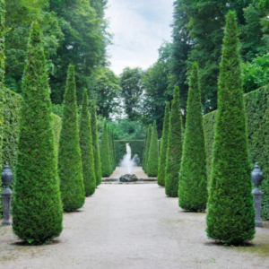 Tuia occidentală 'Brabant' (Thuja occidentalis)
