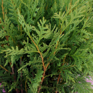 Tuia Woodwardii 'Woodwardii' (Thuja occidentalis)